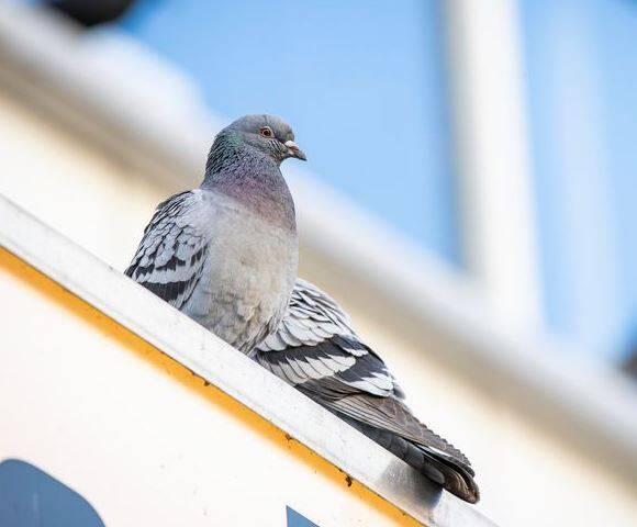 pluimvee kippen stal vliegen overlast