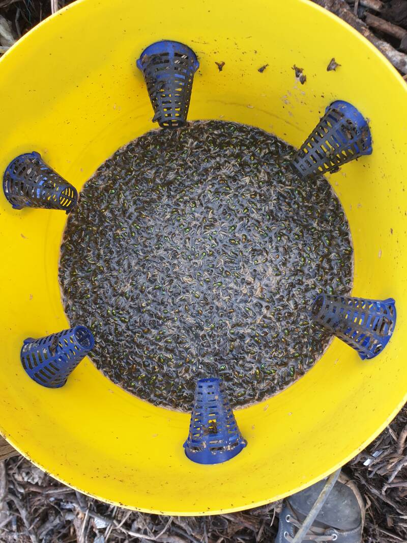 vliegen val emmer biologisch overlast ongedierte bestrijding