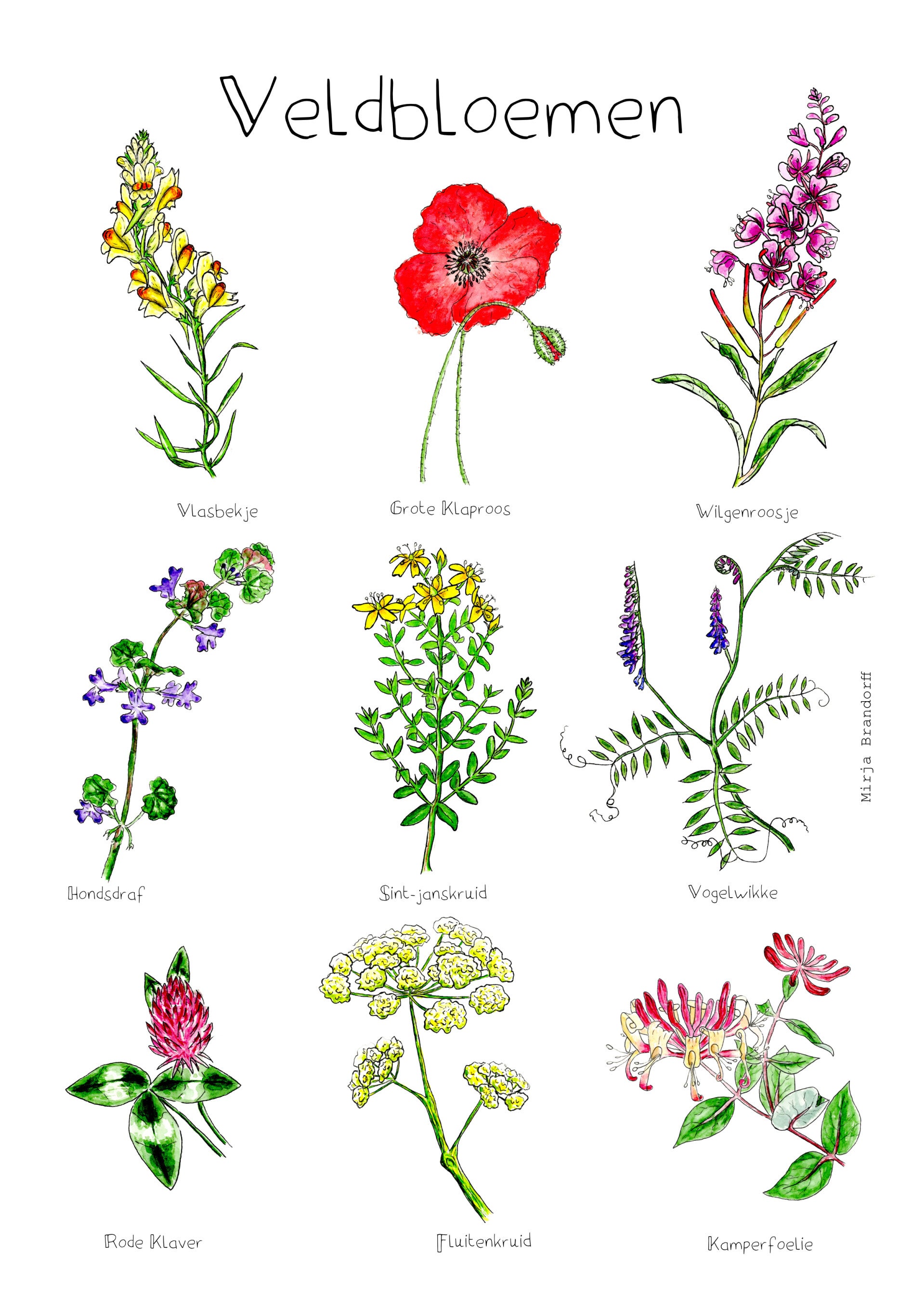Veldbloemen A6 kaart