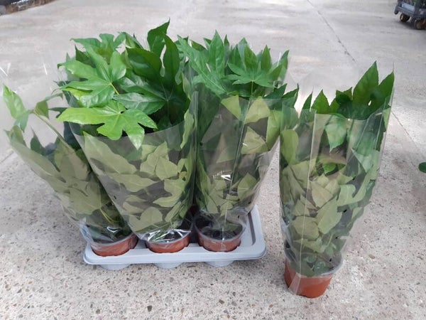 Fatsia Japonica p.17