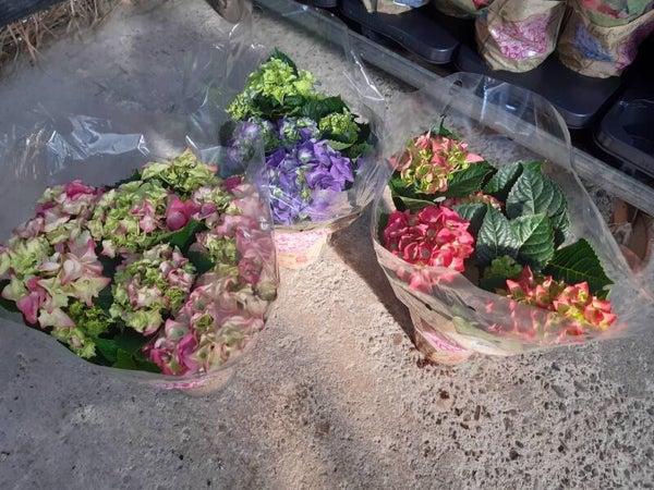 Hortensia Mix p.13