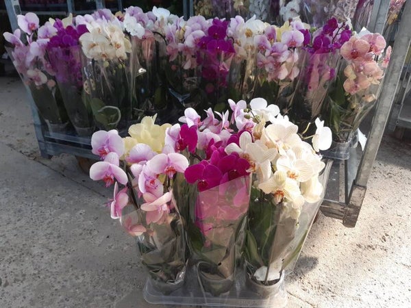 Phalaenopsis Cascade 2 Tallos p.12