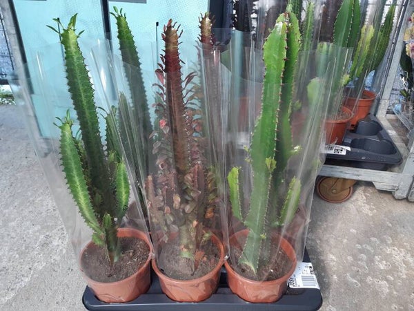 Euphorbia Ingens p.17