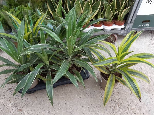 Dracena Fragans Mix p.17