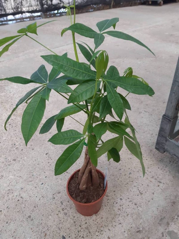 Pachira Aquatica Trenzada p.14