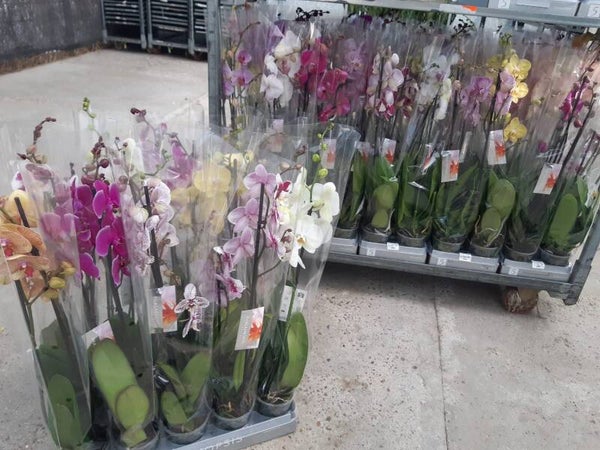 Phalaenopsis Mix 2 Tallos p.12