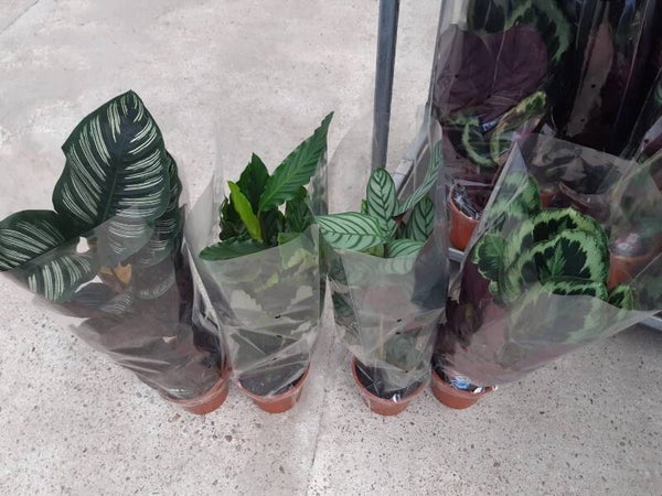 Calathea Mix p.19