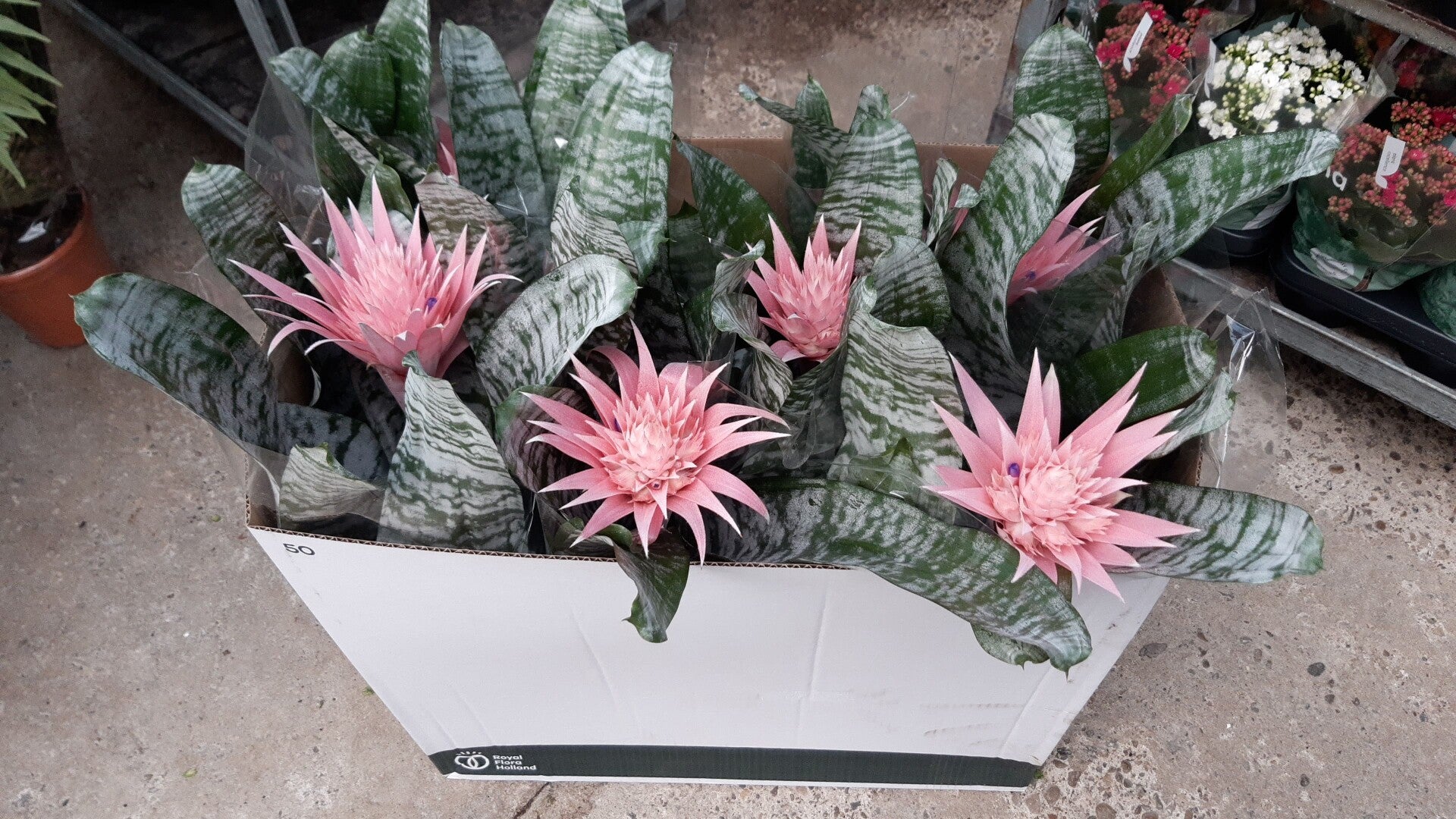 Aechmea Fasciata Primera