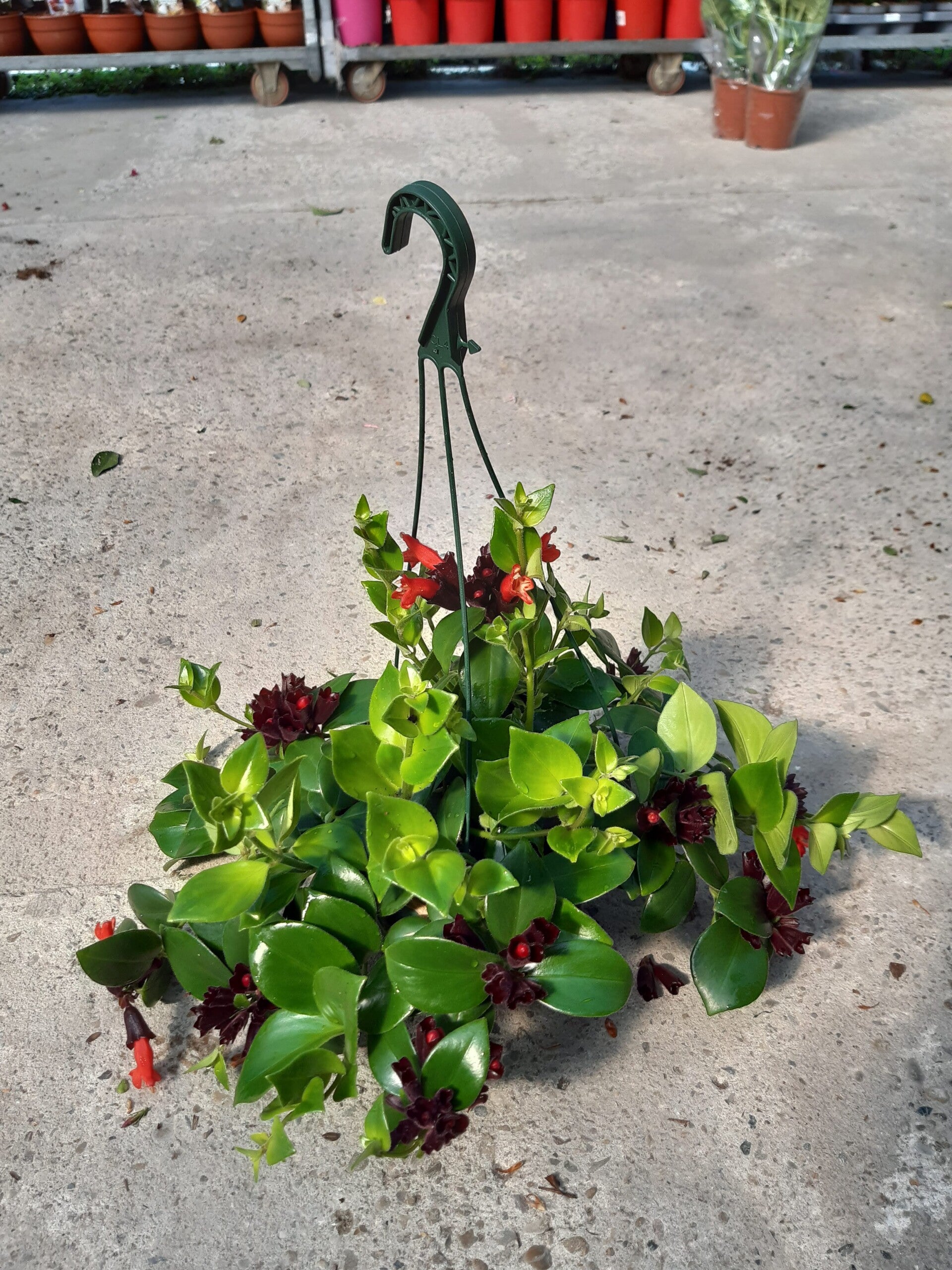 Aeschynanthus Colgar t.20