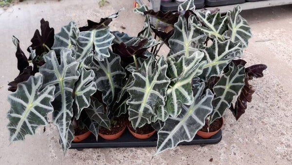 Alocasia Polly p.12