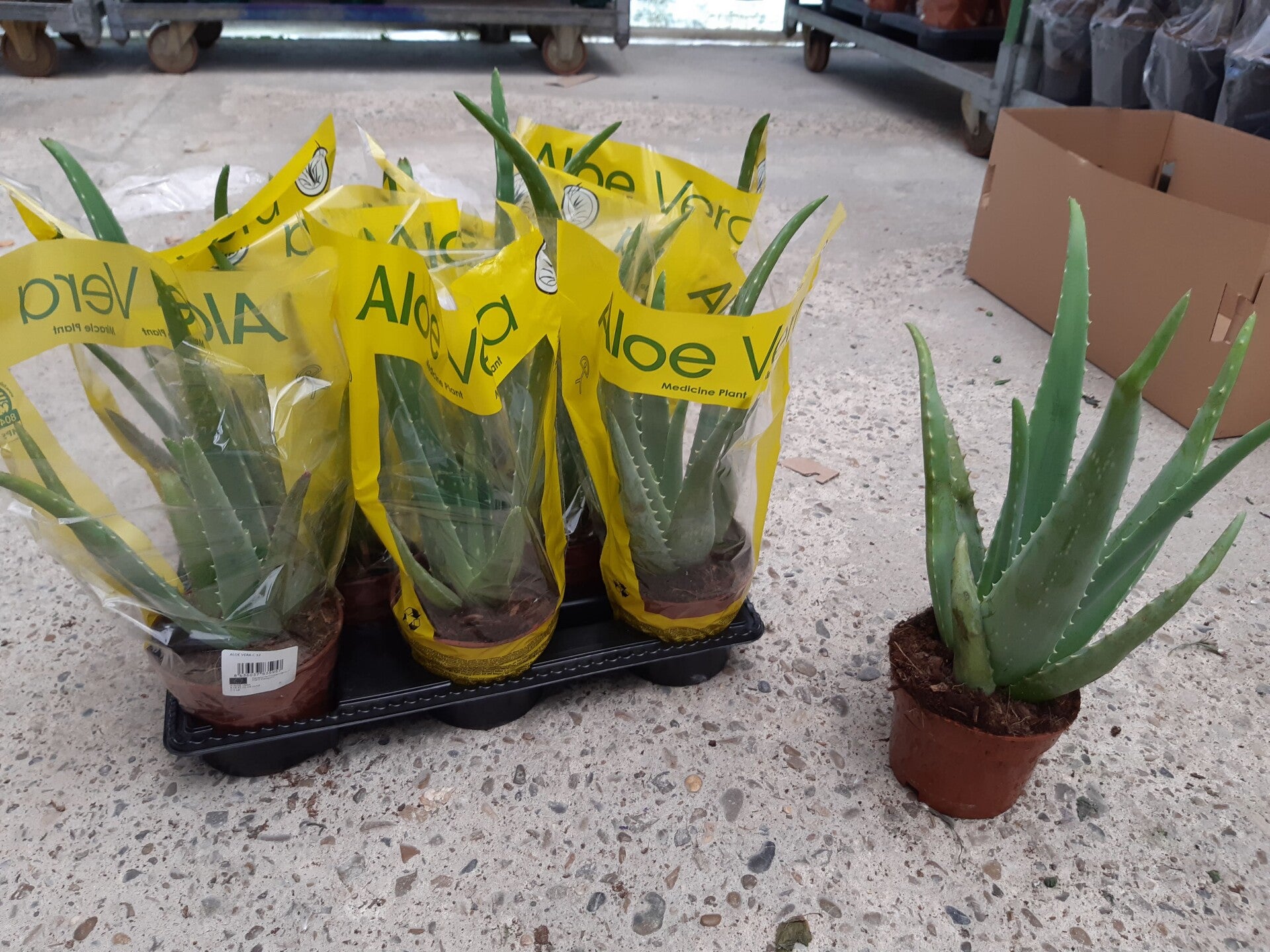 Aloe Vera