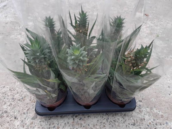 Ananas Amigo p.12