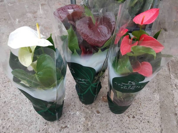 Anthurium Andreanum Mixto p.17