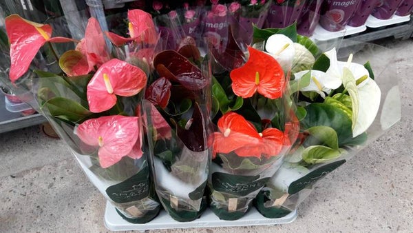 Anthurium Mix p.14
