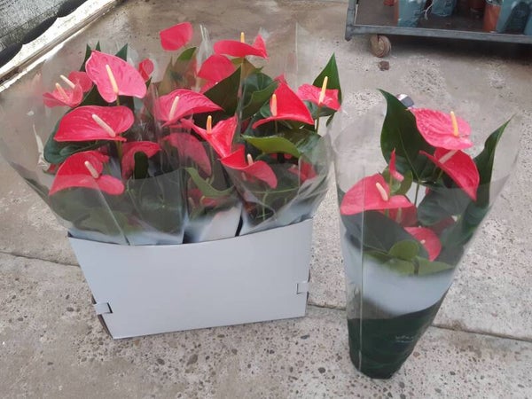 Anthurium Rosa p.17