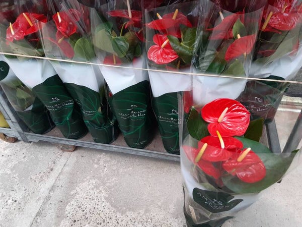 Anthurium Rojo p.17 65 cm - TOP POINT -