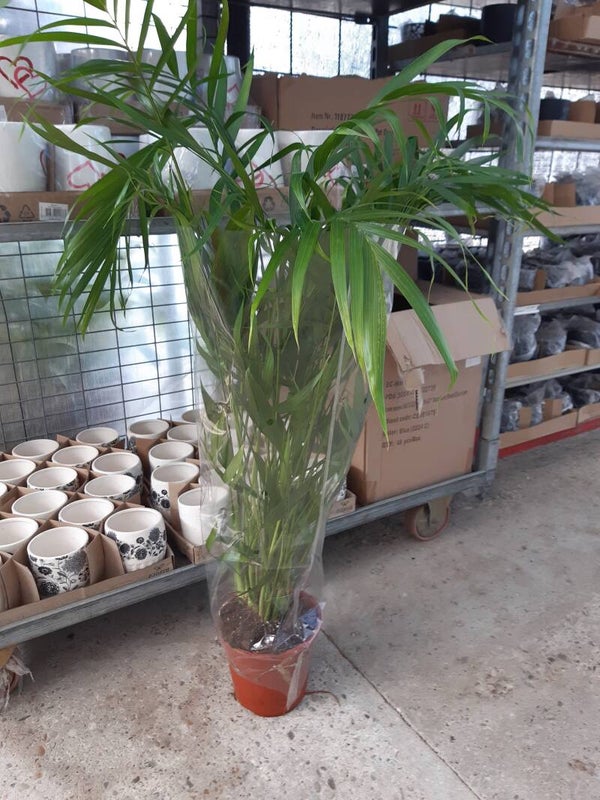 Areca Lutescens p.19
