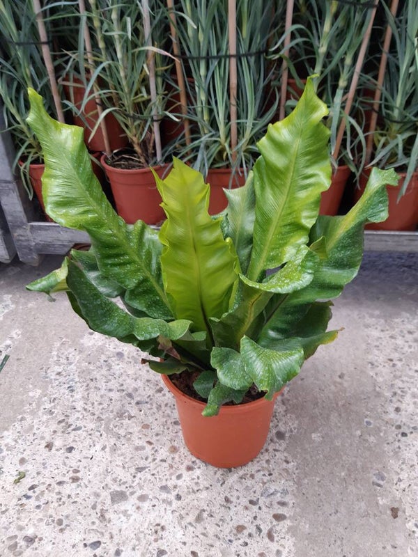 Asplenium Nidus p.17