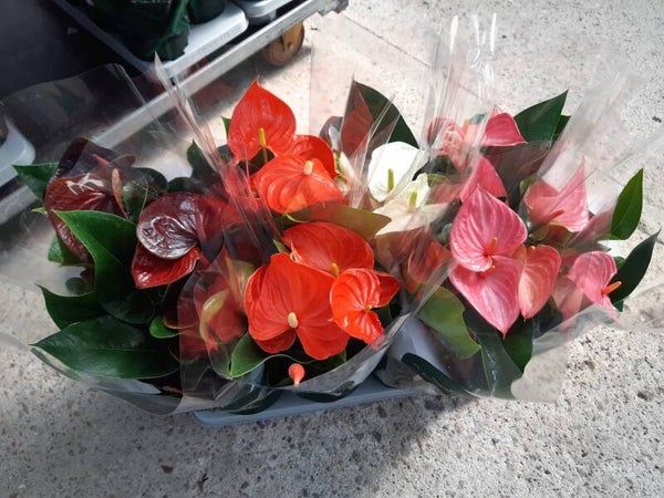 Anthurium Mix p.14