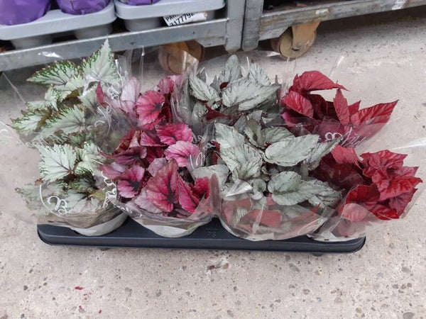 Begonia Beleaf p.12