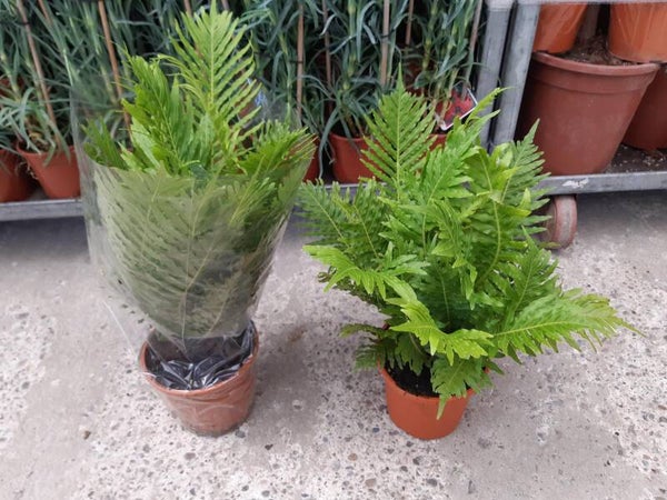 Blechnum Gibbum p.17