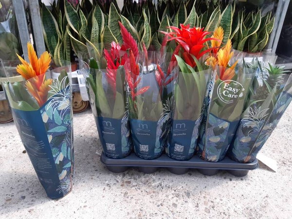 Bromelia Mix p.12