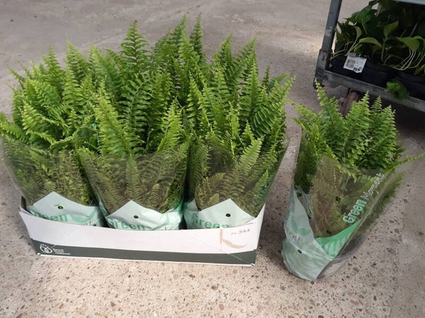 Nephrolepis Boston p.19