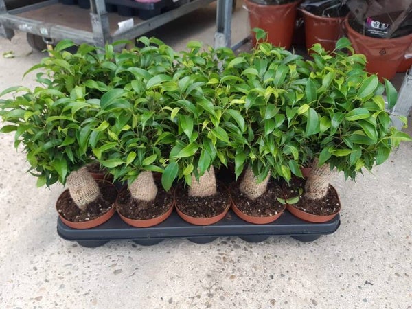 Ficus Natasha p.12