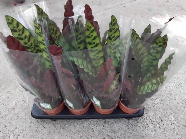 Calathea Insigne