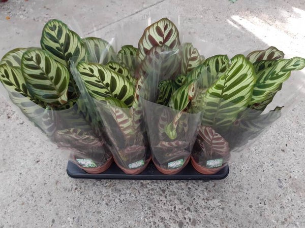 Calathea Makoyana