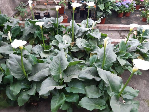 Zantedeschia Calla Blanca p.17