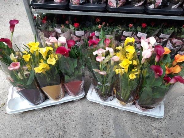 Zantedeschia Calla Mix p.14