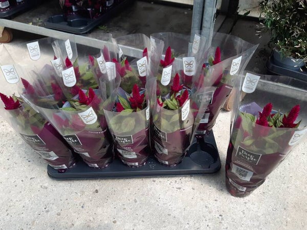 Celosia Deep Purple p.12