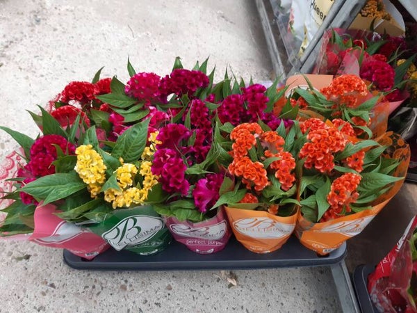 Celosia Twisted p.12