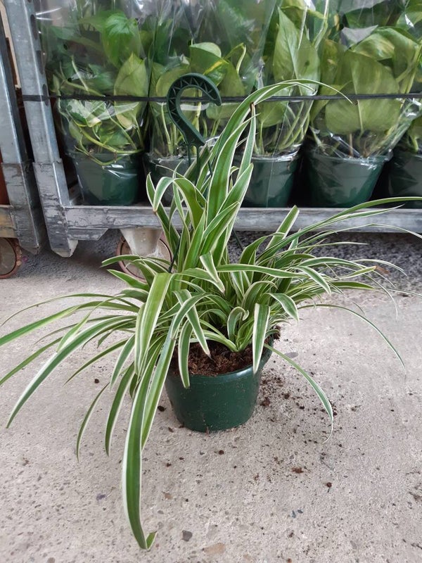 Chlorophytum Colgar T.15