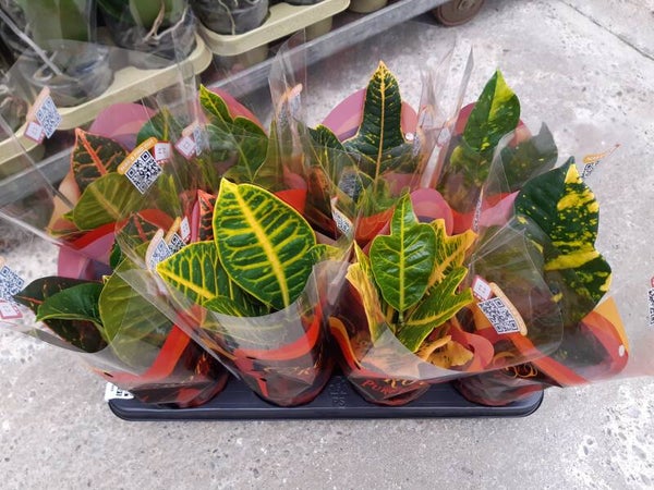 Croton Petra p.13