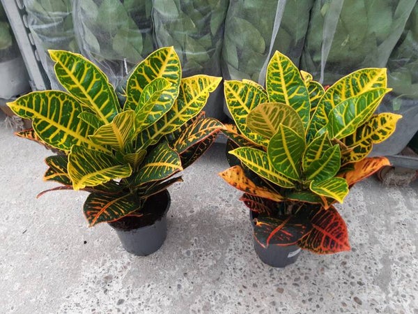 Croton Petra p.17