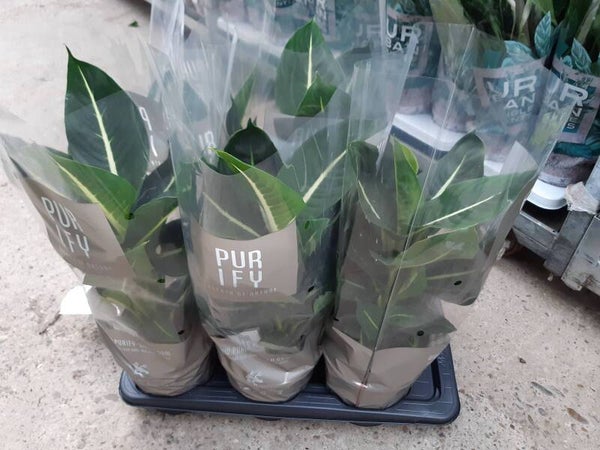 Dieffembachia Sublime p.17