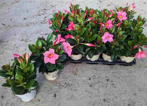 Dipladenia Vaso Mix p.10