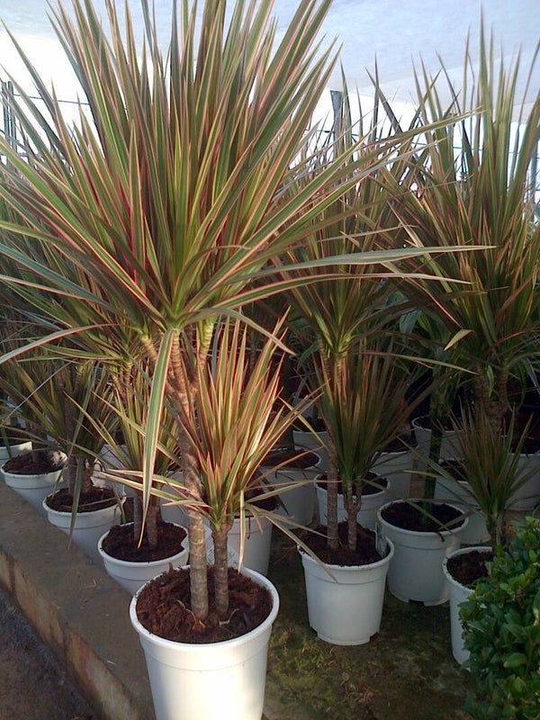 Dracena Bicolor 2 Troncos p.17
