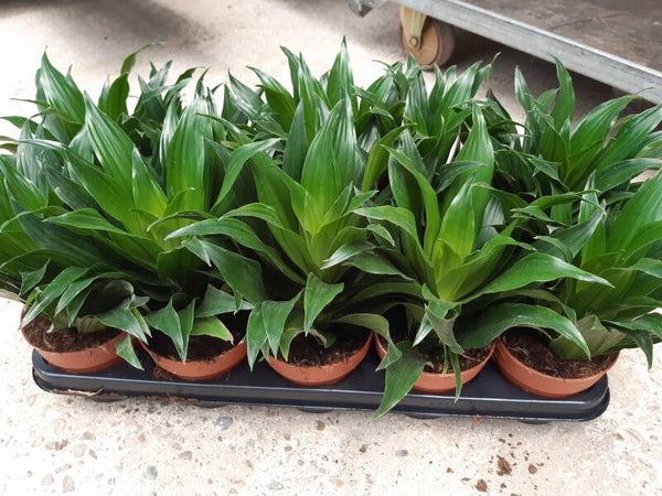 Dracena Compacta p.12