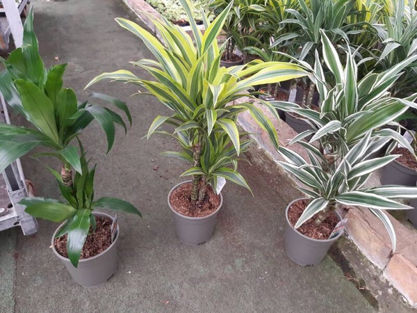 Dracena Fragans 2 Troncos p.17
