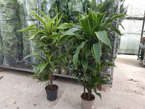 Dracena Fragans 3 Troncos p.20