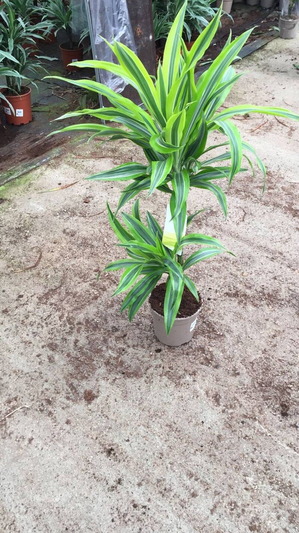 Dracena Lemon Line 2 Troncos p.17