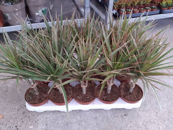 Dracena Marginata Bicolor 1 Tronco p.12