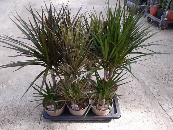 Dracena Marginata 30/10 p.17