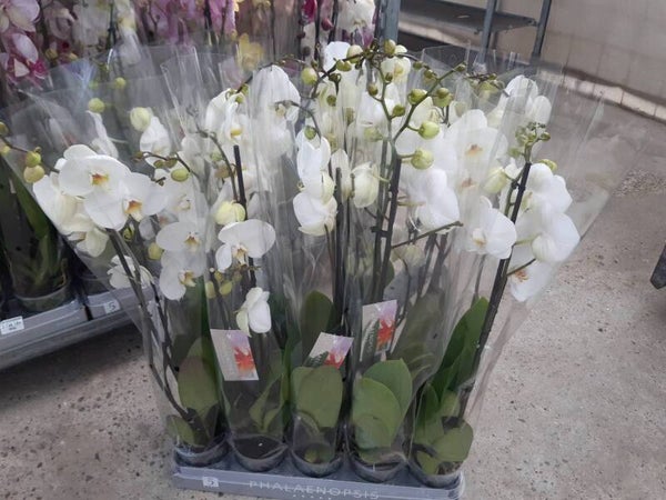 Phalaenopsis Blanco 2 Tallos