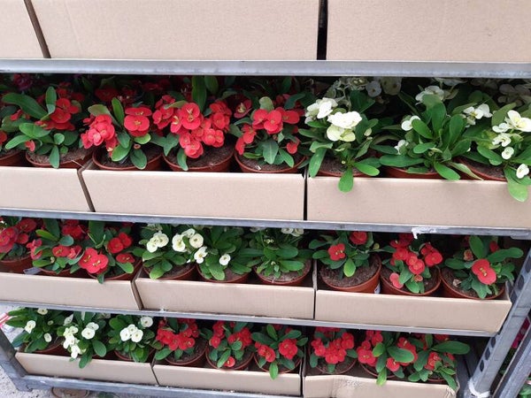 Euphorbia Milli p.15