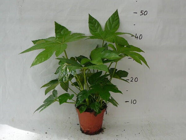 Fatsia Japonica p.12