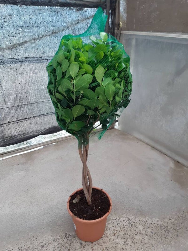 Ficus Moclame Trenzado p.17